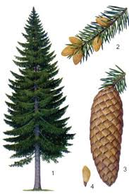 Եղևնու մասին տեղեկություններ — Անահիտ Հովսեփյան