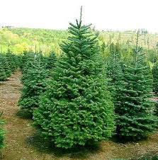 Եղևնու մասին տեղեկություն: Կենսաբանություն — Մանուկյան Կարինա