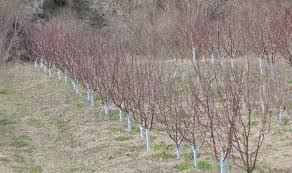 ՊՏՂԱՏՈՒ ԱՅԳԻՆԵՐ